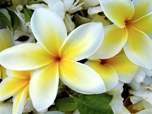 http://yumtha.org/images/TropicalPlumeriaFlower.jpg